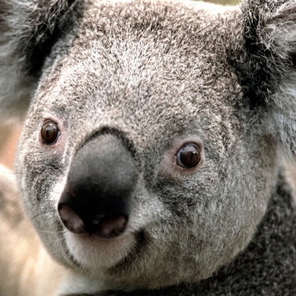 Meet your Posher, Paula - Picture 1 of 1